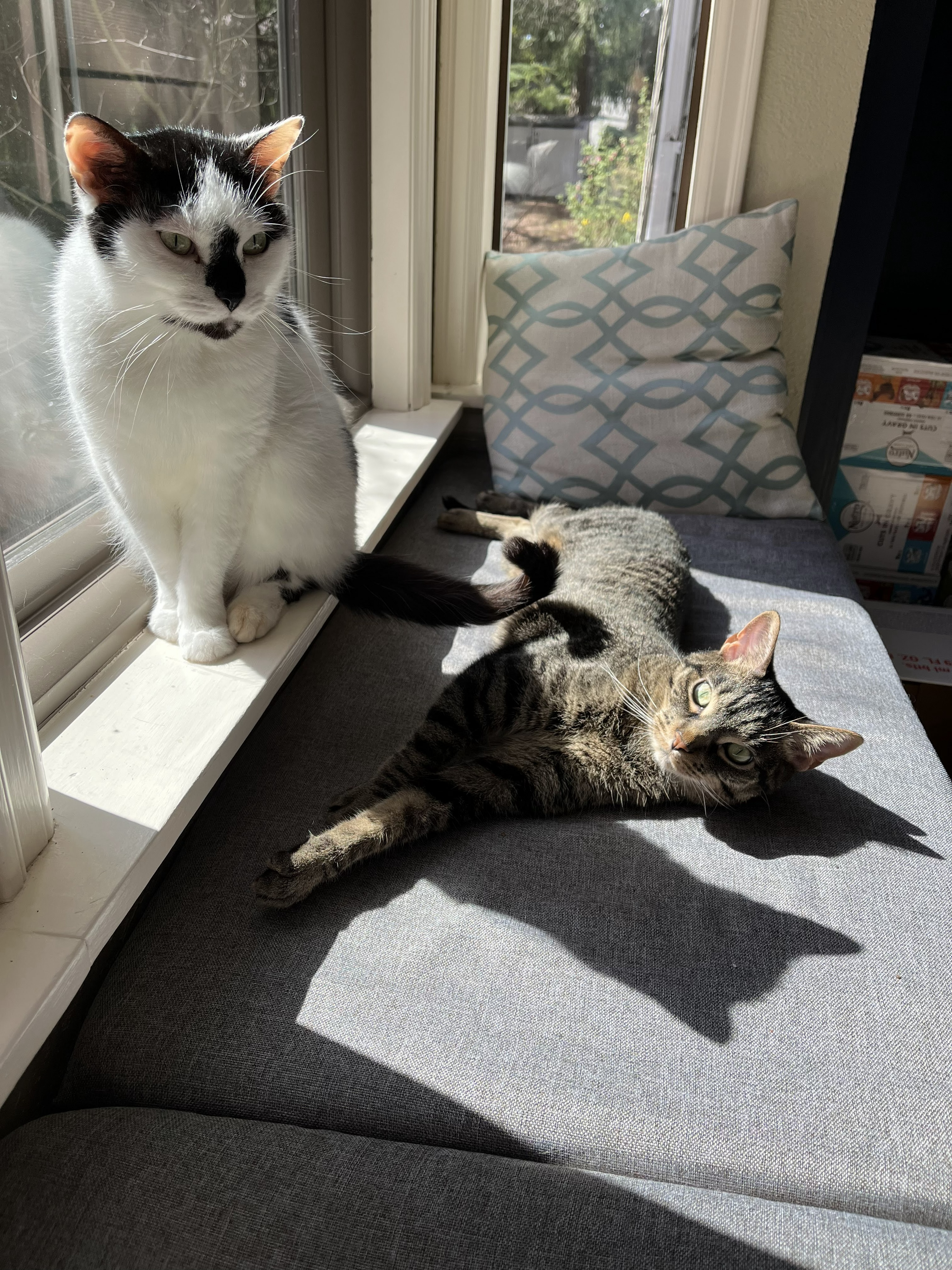 Lounging cats on bay window
