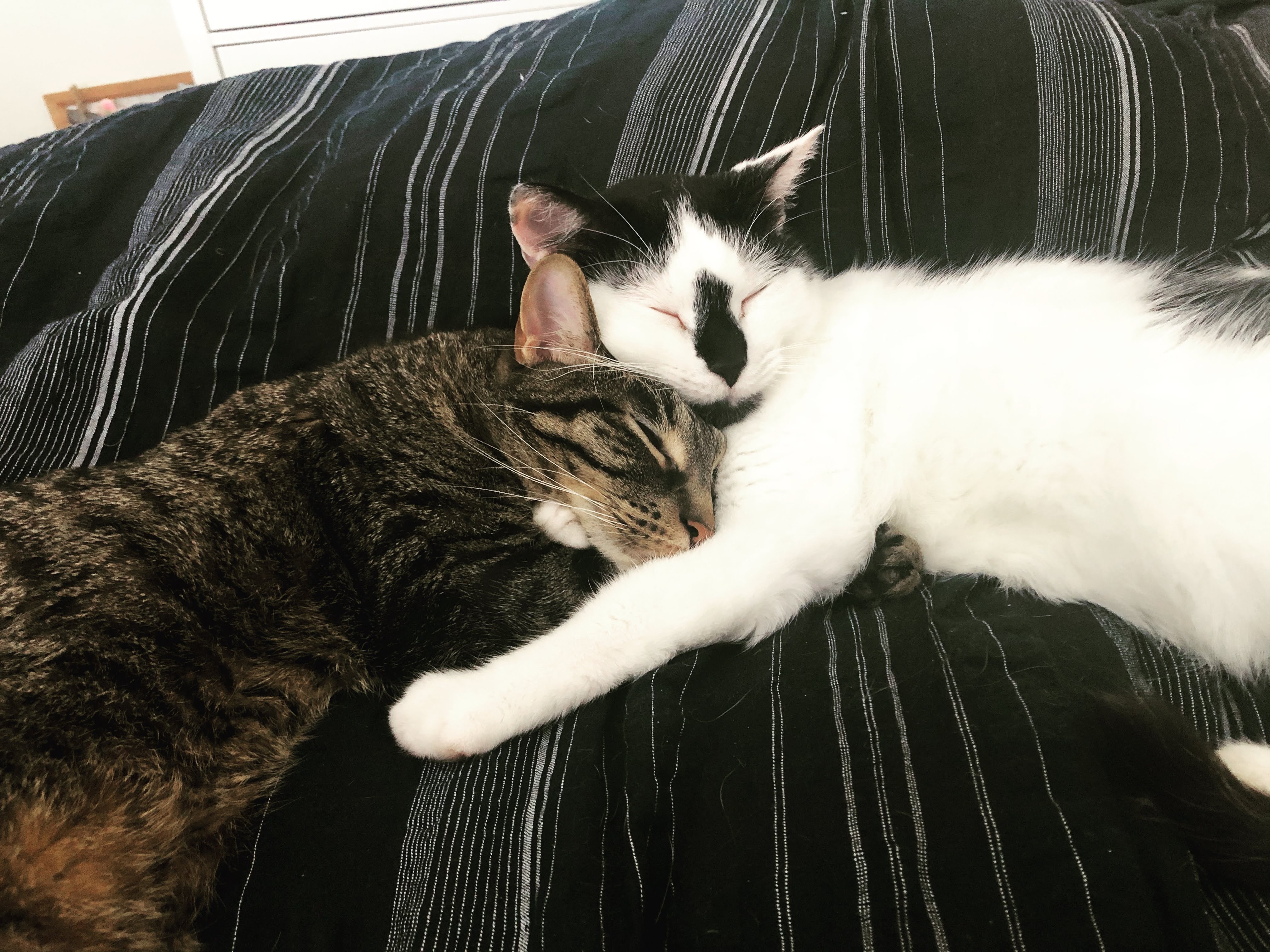 Cats in bed