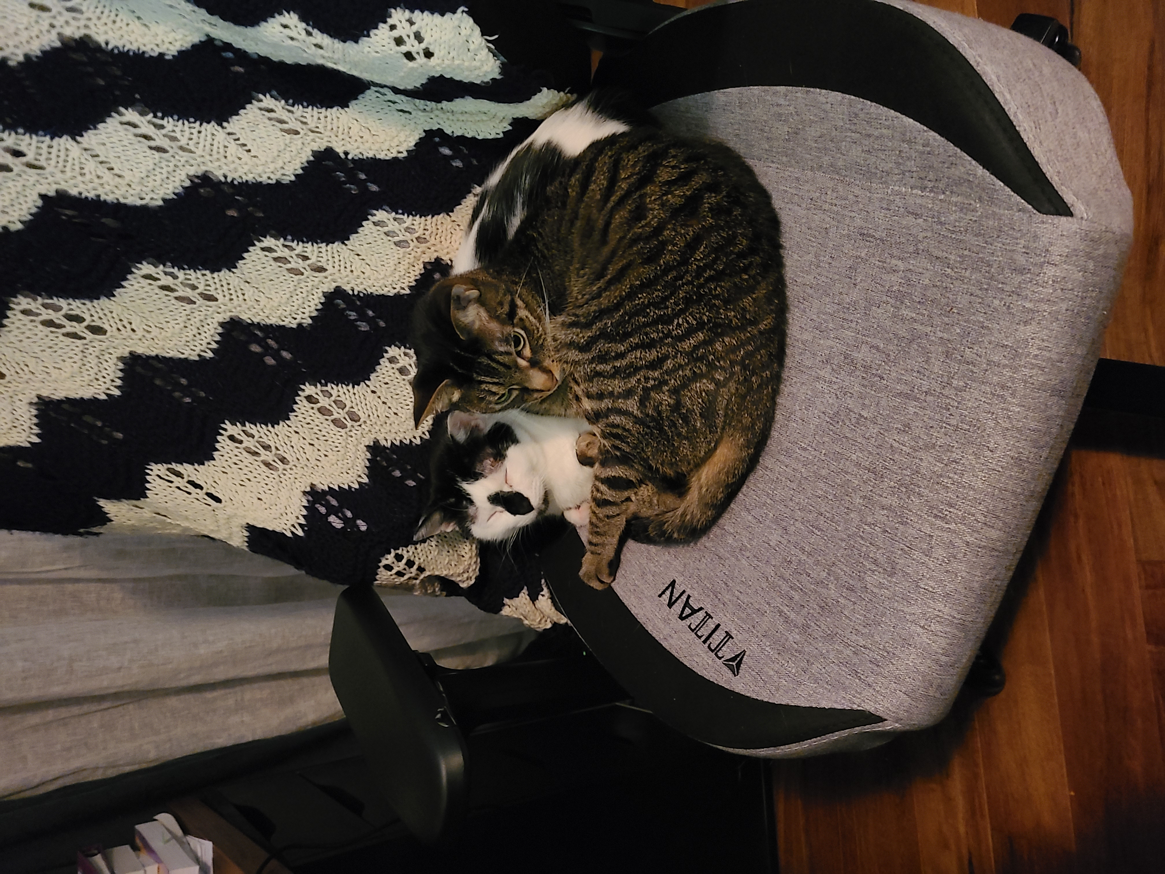 Cuddly cats