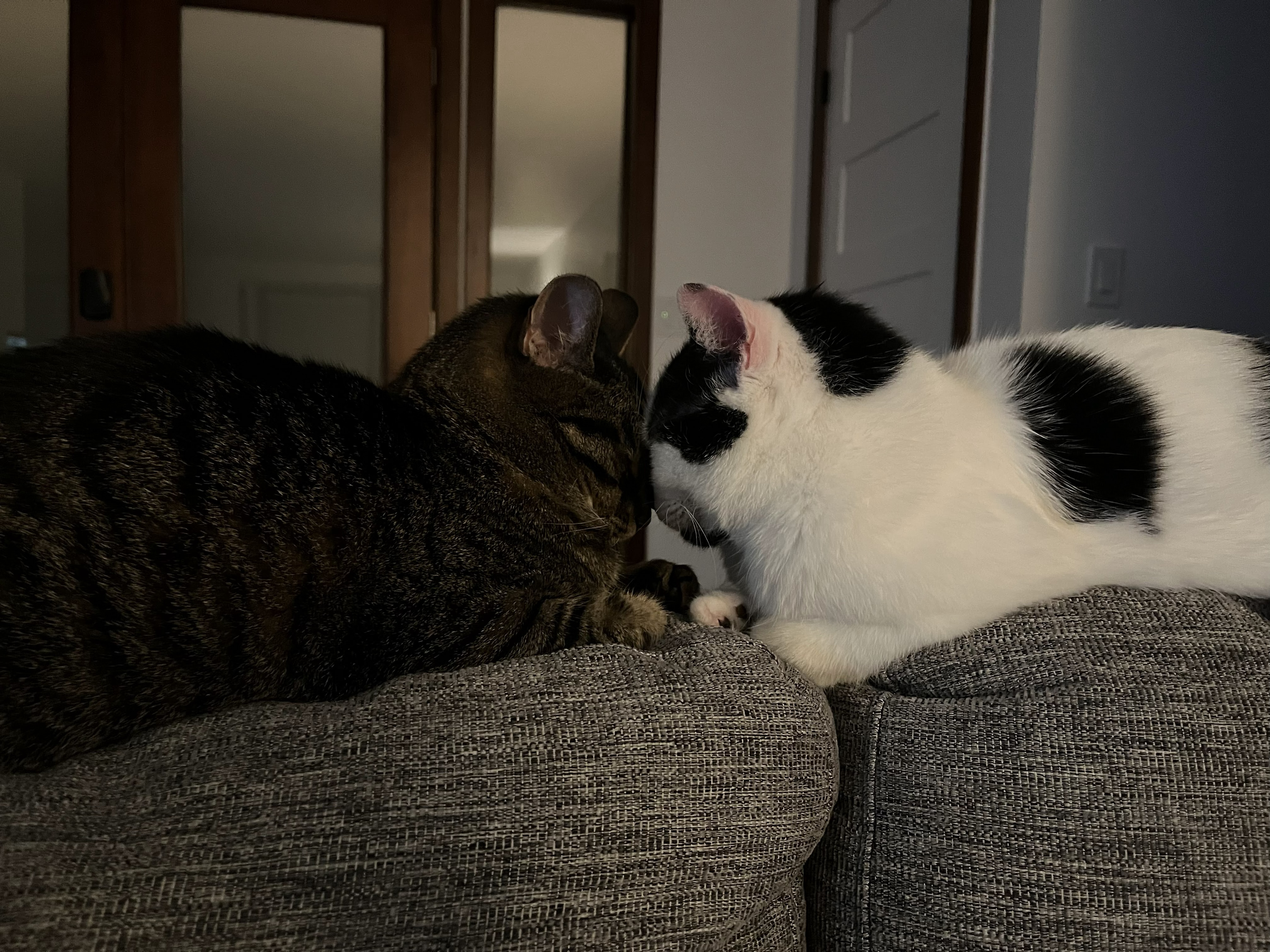 Two cats bumping heads