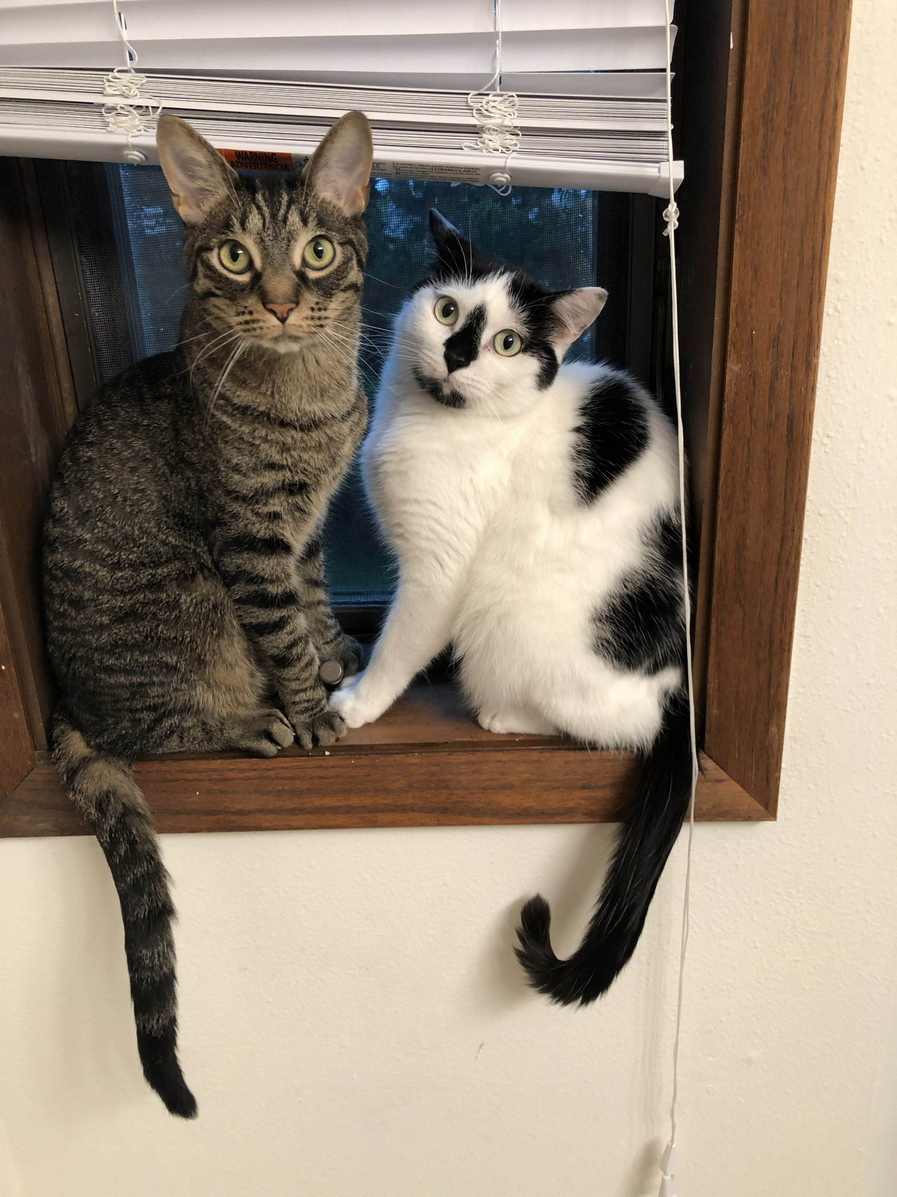 Cats on a window sill